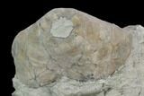 Fossil Crinoid (Eucalyptocrinus) Calyx on Rock - Indiana #127323-1